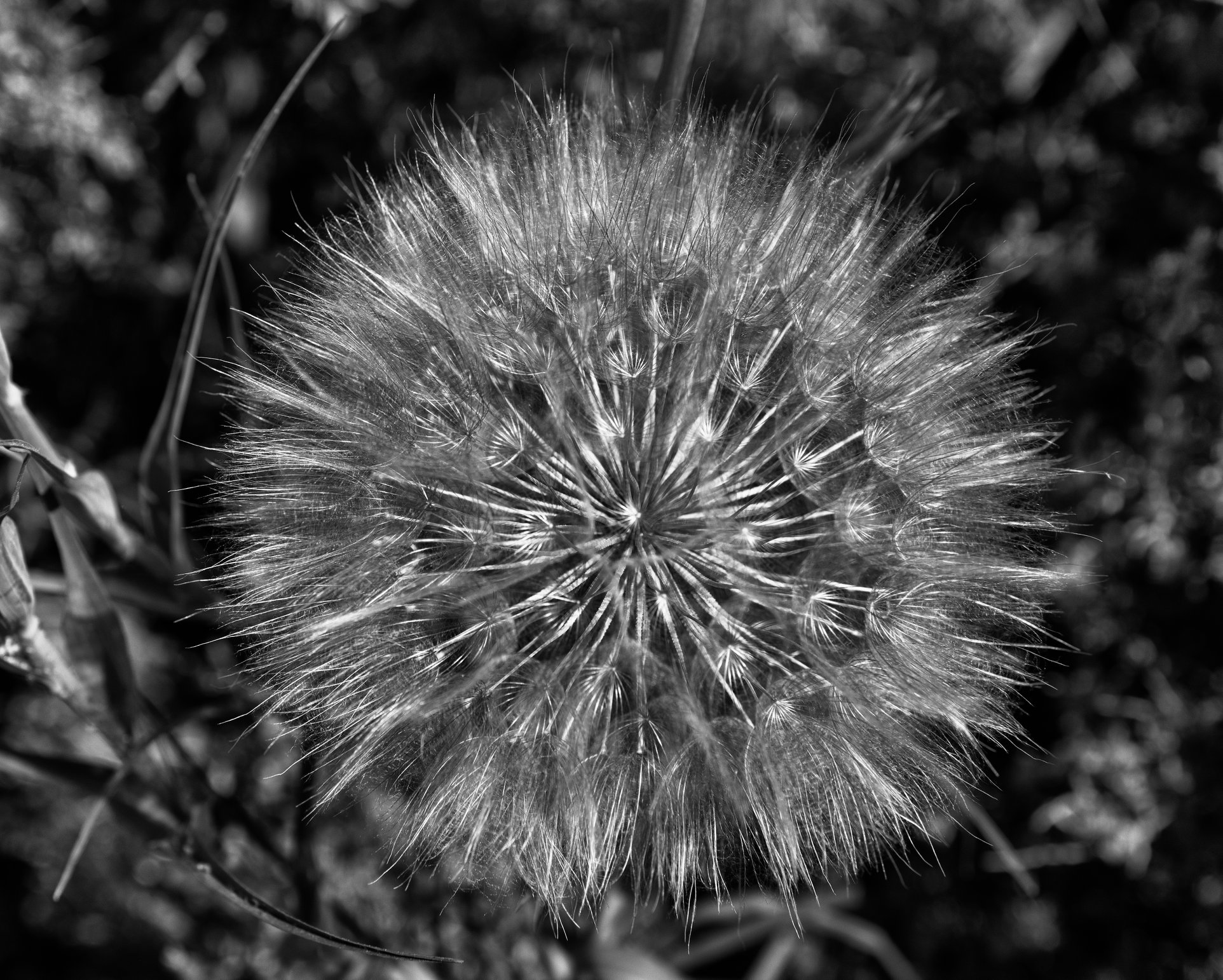 The Patterns Of A Dandelion – Los Alamos Reporter