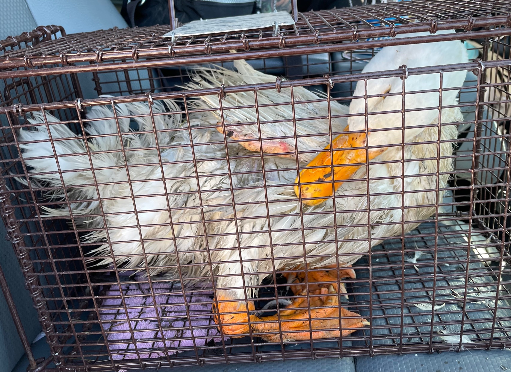 Two Injured Geese Removed From Ashley Pond Sunday Afternoon – Los ...