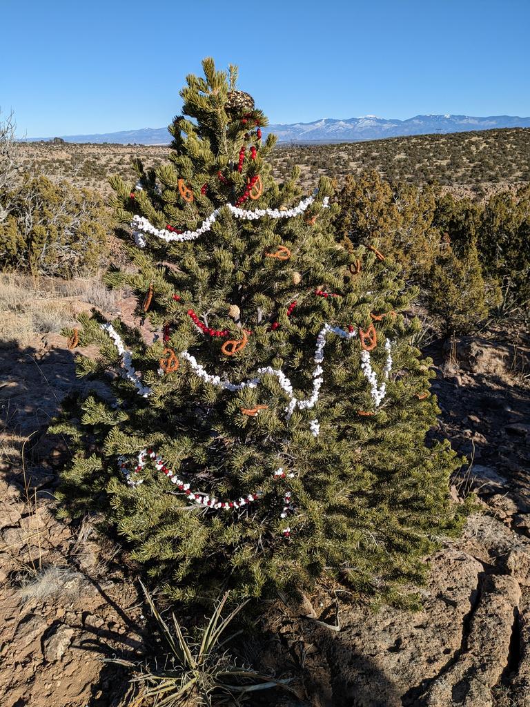Christmas Trees On Los Alamos Trails Los Alamos Reporter