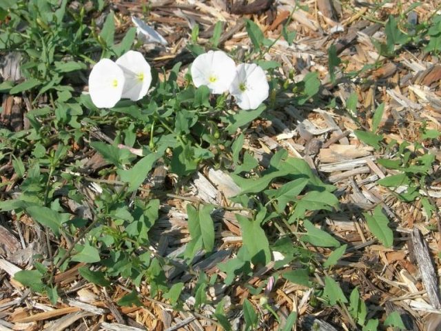 Del Jimenez To Speak To Summit Garden Club Oct. 2 On Bindweed Eradication - Vimarsana News