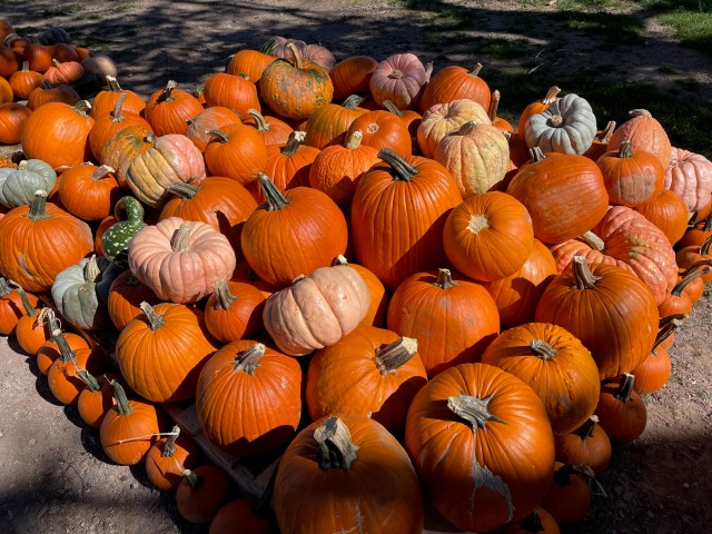 Pumpkin Patch Sales In Full Swing Until Oct. 13 To Benefit Los Alamos High School And Middle School Choirs - Vimarsana News