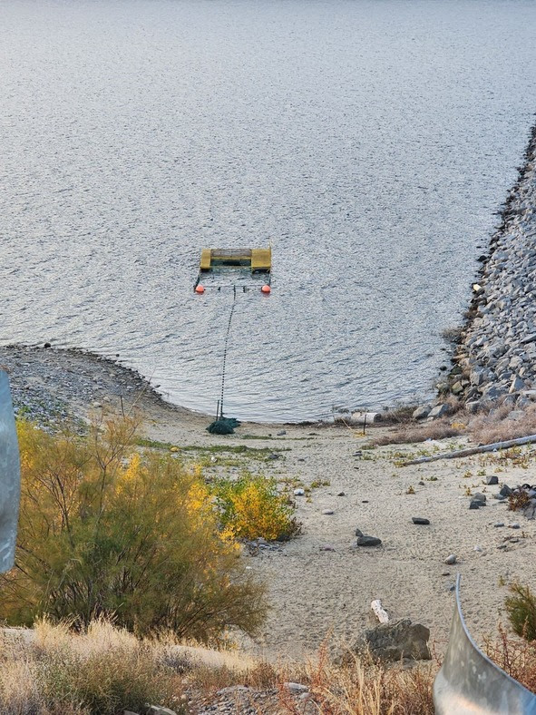 NMDGF Seeks Information On Disruption Of Kokanee Salmon Spawning Efforts At Navajo Lake - Vimarsana News