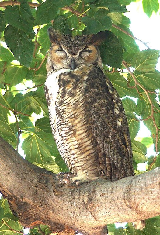 owlさま　確認用 Great Horned Owl Spotted In Socorro – Los Alamos Reporter