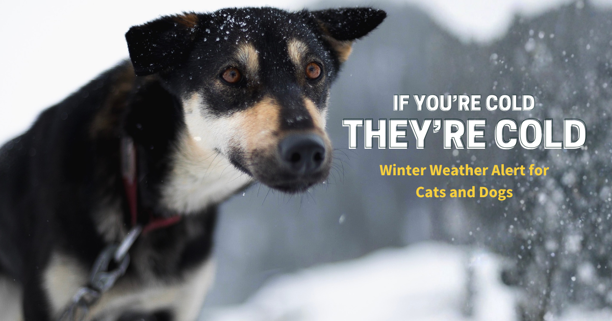 If You’re Cold, They’re Cold: Winter Weather Alert For Cats And Dogs