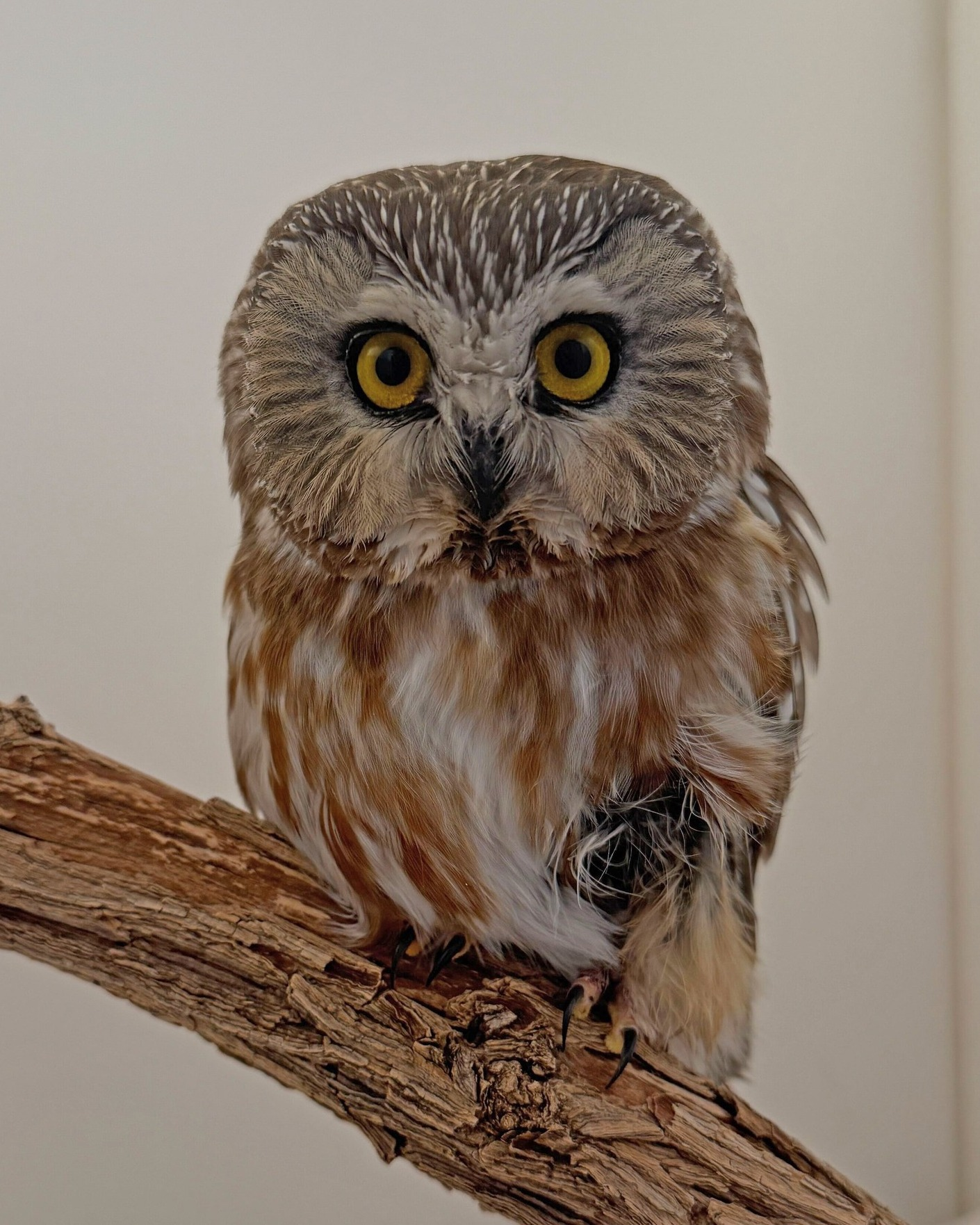 Hospital Patient 26-42, a Northern Saw-Whet Owl, Heals At The New Mexico Wildlife Center In Espanola