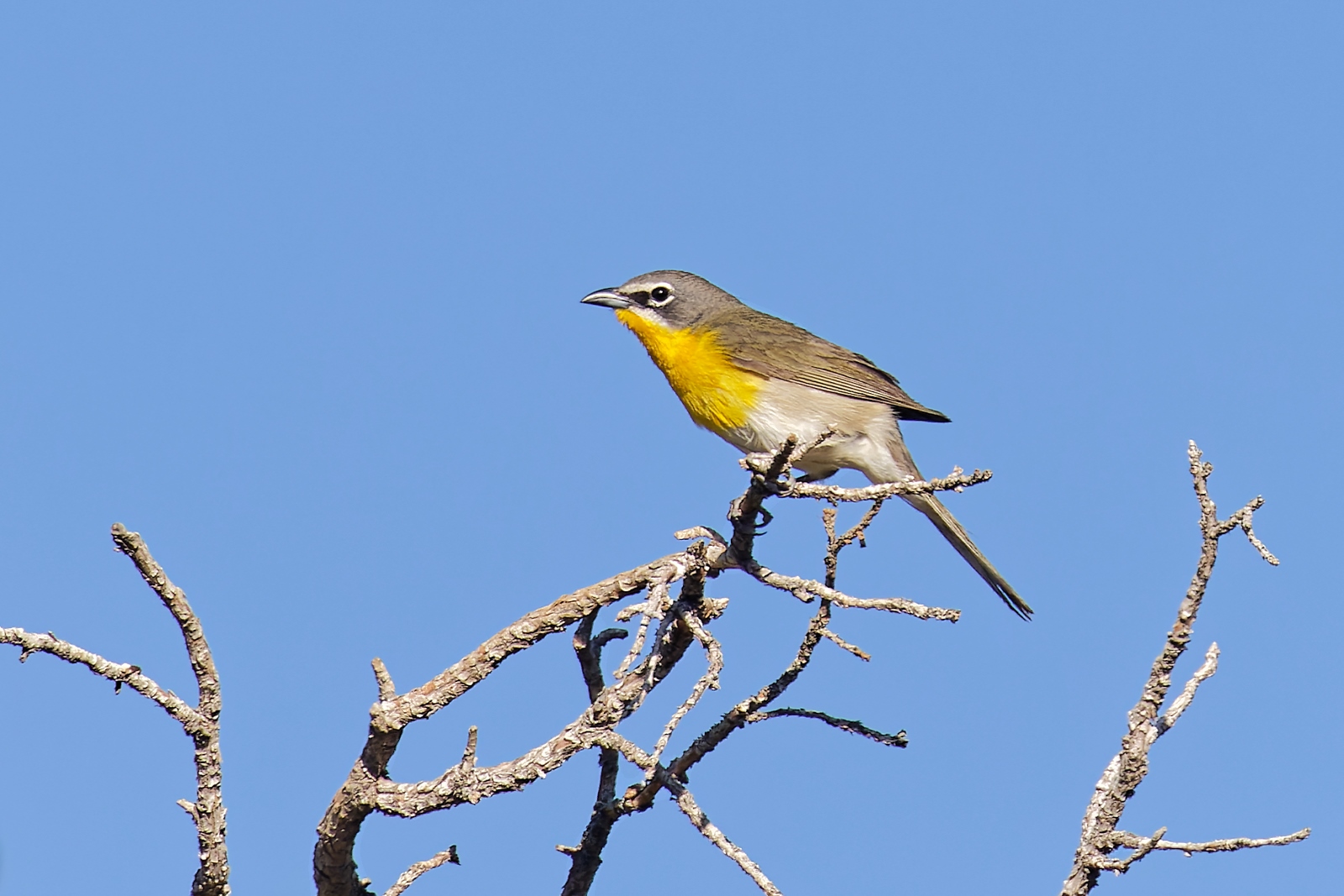 PEEC Launches Monthly Bird Walk Series April–October at Los Luceros Historic Site
