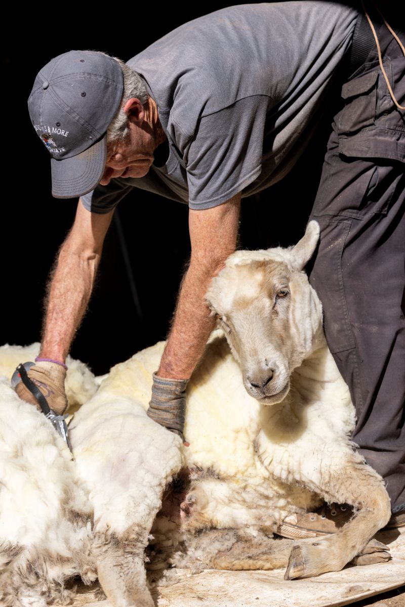 Los Luceros Historic Site To Host Annual Sheep Shearing Day Sunday, April 12