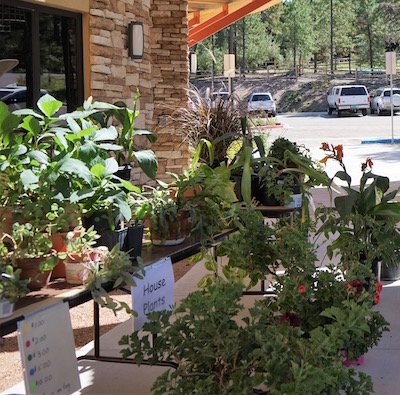 Bee City Los Alamos To Host Native Plant Sale Fundraiser On May 16 At Los Alamos Nature Center