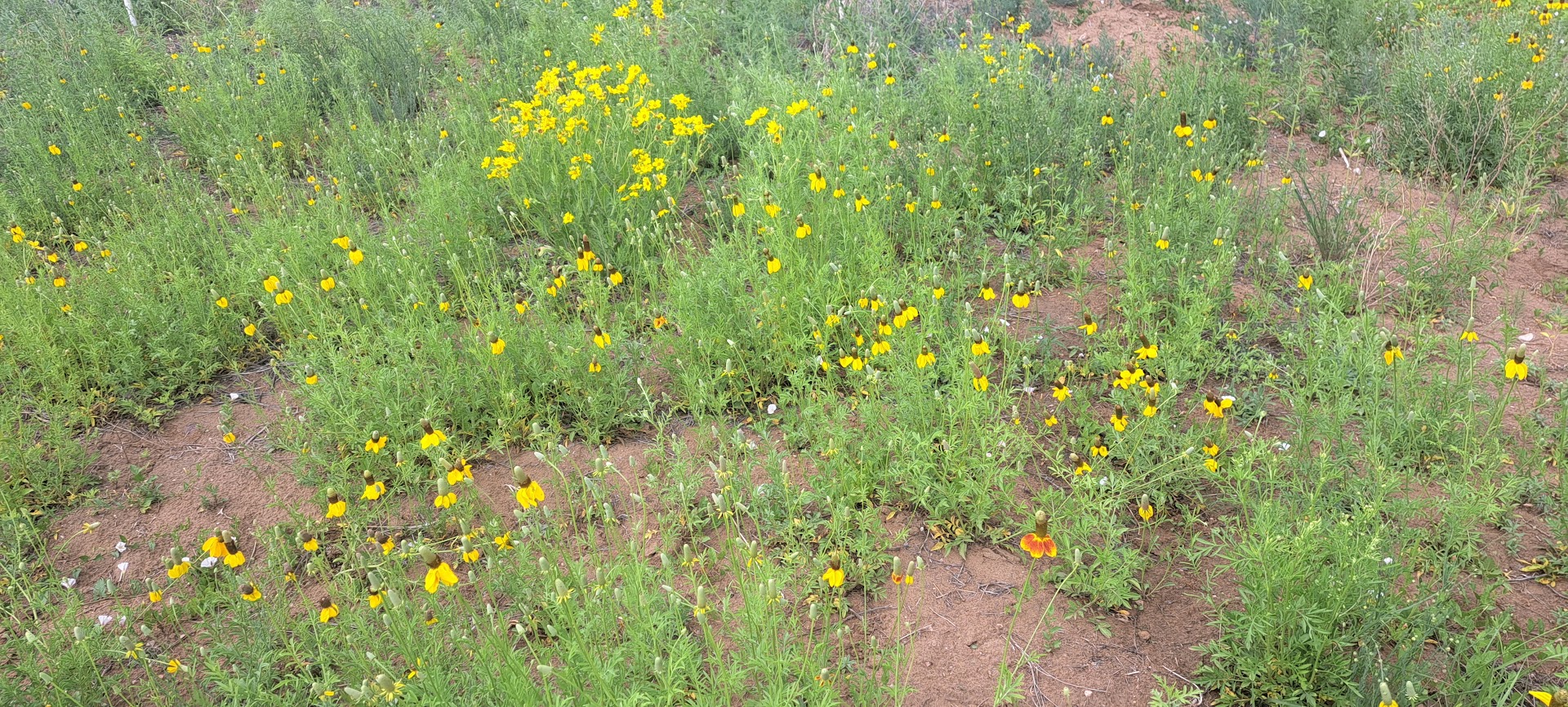 Backyard Diversity: Wildflower Mixes For The Four Corners