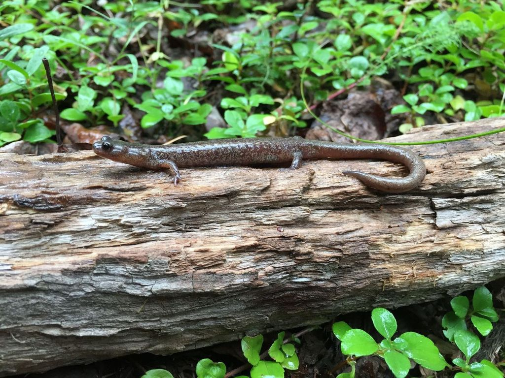 Seven Endangered Jemez Mountains Salamanders Collected For First Captive Population As Amphibian & Reptile Conservancy And Partners Launch Effort To Recover Species